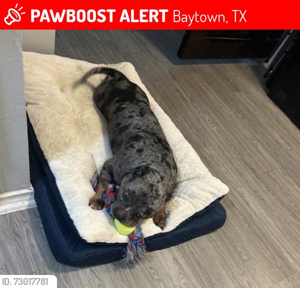 Lost Female Dog last seen Near Business street , Baytown, TX 77523
