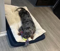 Lost Female Dog last seen Near Business street , Baytown, TX 77523