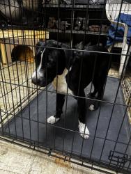 Found/Stray Male Dog last seen Wayside and Harrisburg, Houston, TX 77011