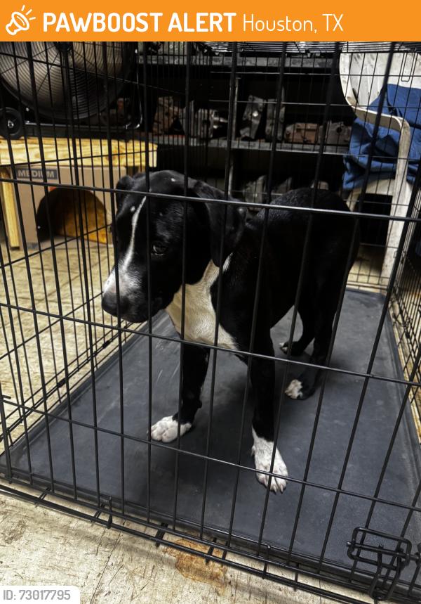 Found/Stray Male Dog last seen Wayside and Harrisburg, Houston, TX 77011