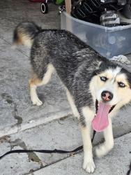 Reunited Female Dog last seen California between Savona and Del Rio, Port St. Lucie, FL 34953