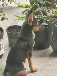 Lost Female Dog last seen Spears Rd & River Laurel Dr, Houston, TX 77014