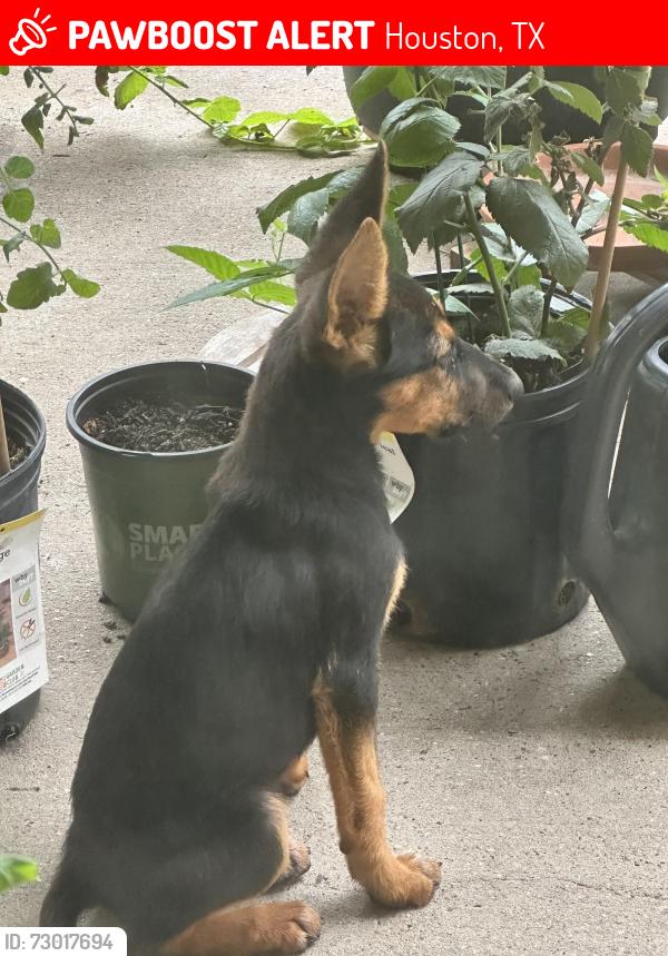 Lost Female Dog last seen Spears Rd & River Laurel Dr, Houston, TX 77014