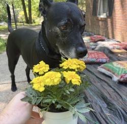 Reunited Male Dog last seen Dundalk Elementary School, Dundalk, MD 21222
