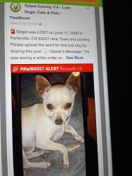 Lost Male Dog last seen Olive St , Porterville, CA 93257