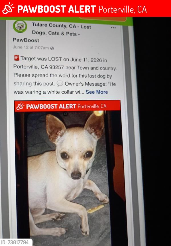 Lost Male Dog last seen Olive St , Porterville, CA 93257