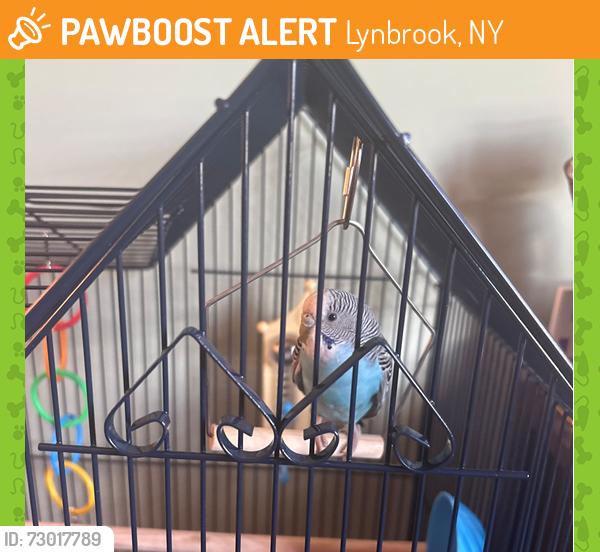 Found/Stray Male Bird last seen Charles Street, Lynbrook NY, Lynbrook, NY 11563