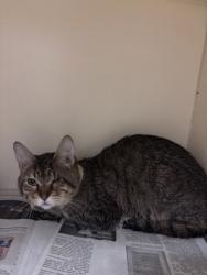 Shelter Stray Male Cat last seen , 30083, GA, 3280 Chamblee Dunwoody Rd, Chamblee, GA 30341, USA