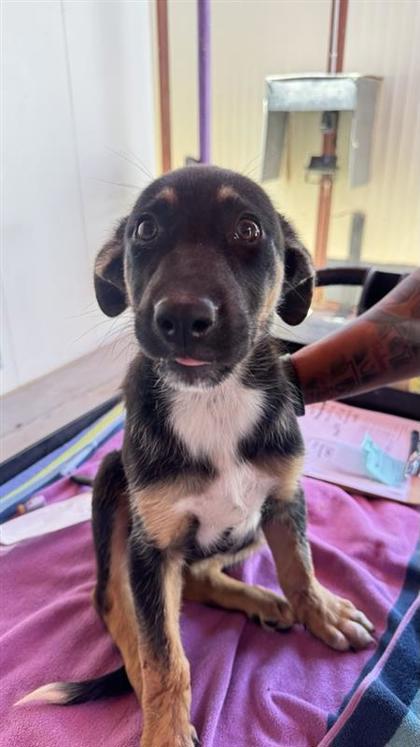 Shelter Stray Female Dog last seen Near isla, Socorro, TX, 5001 Fred Wilson Ave, El Paso, TX 79906, USA