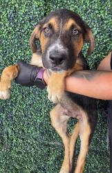 Shelter Stray Male Dog last seen Near isla, Socorro, TX, 5001 Fred Wilson Ave, El Paso, TX 79906, USA