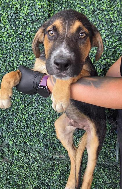 Shelter Stray Male Dog last seen Near isla, Socorro, TX, 5001 Fred Wilson Ave, El Paso, TX 79906, USA