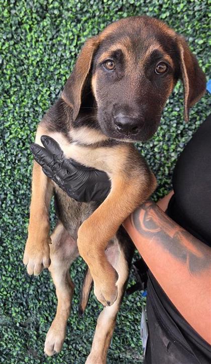 Shelter Stray Male Dog last seen Near isla, Socorro, TX, 5001 Fred Wilson Ave, El Paso, TX 79906, USA