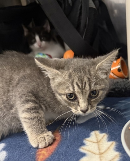 Shelter Stray Female Cat last seen Lawson Creek, New Bern City Limits, NC, 1639 Old Airport Rd, New Bern, NC 28562, USA