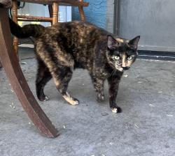 Reunited Unknown Cat last seen Gilbert and Baseline Rd, right off the US 60, Mesa, AZ 85204
