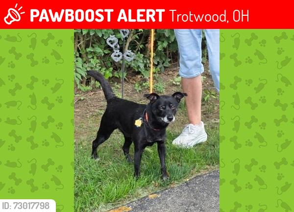 Lost Male Dog last seen Near North Union Road , Trotwood, OH 45426