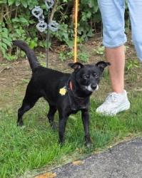 Lost Male Dog last seen Near North Union Road , Trotwood, OH 45426