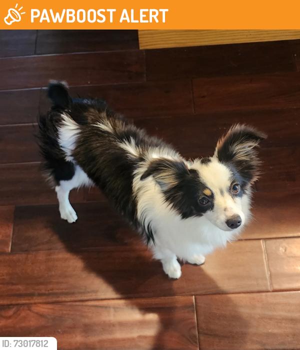 Found/Stray Female Dog last seen McCall and Belmont, Southeast Growth Area, CA 93657