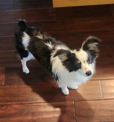 Found/Stray Female Dog last seen McCall and Belmont, Southeast Growth Area, CA 93657