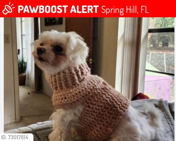 Lost Female Dog last seen Evenglow Ave & Baxley, Spring Hill, FL 34609