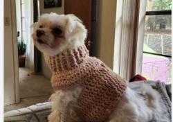 Lost Female Dog last seen Evenglow Ave & Baxley, Spring Hill, FL 34609