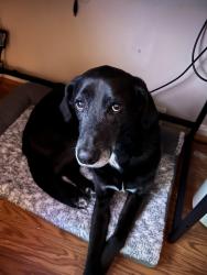 Reunited Male Dog last seen Keyser Rd, Prince William County, VA 20181