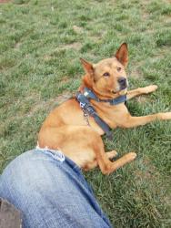 Lost Male Dog last seen Powell St. and Pine St. , San Francisco, CA 94133