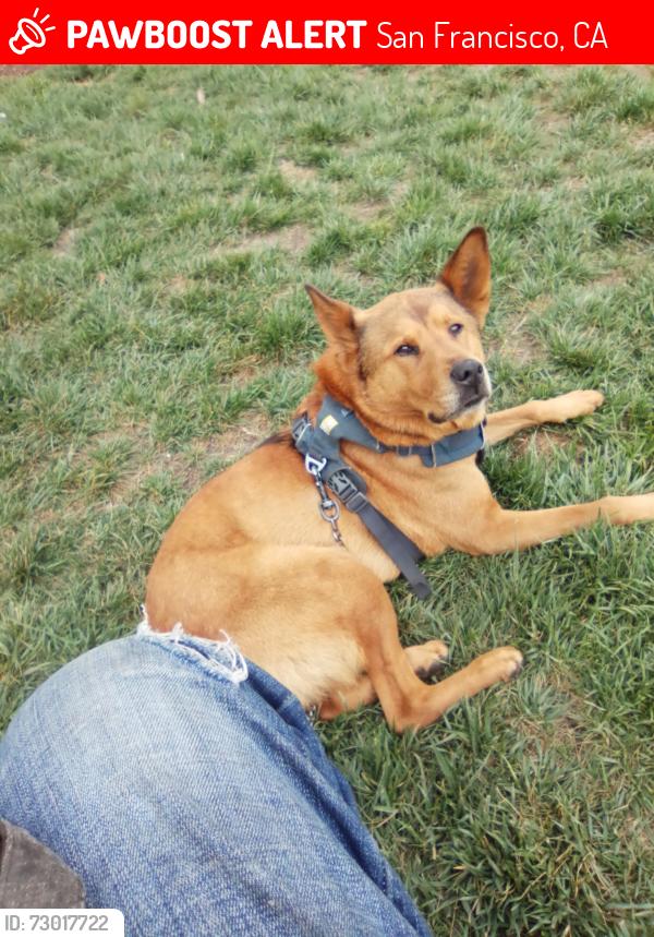 Lost Male Dog last seen Powell St. and Pine St. , San Francisco, CA 94133