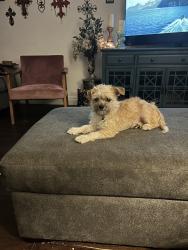 Lost Female Dog last seen Nora Dr/Smith Barry Rd, Pantego, TX 76013