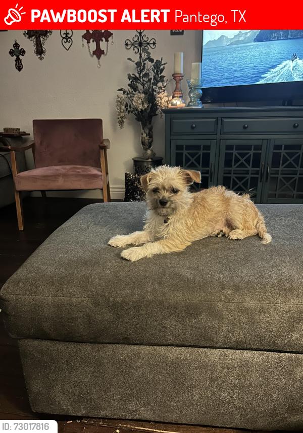 Lost Female Dog last seen Nora Dr/Smith Barry Rd, Pantego, TX 76013