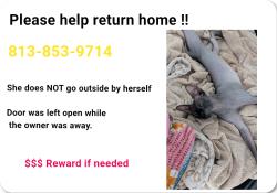 Lost Female Cat last seen Shamrocks ale, Tampa, FL 33637