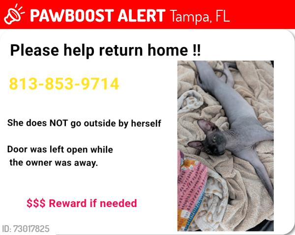 Lost Female Cat last seen Shamrocks ale, Tampa, FL 33637