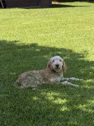 Lost Male Dog last seen hwy 46 near the end of highway 389, Pheba, MS 39755