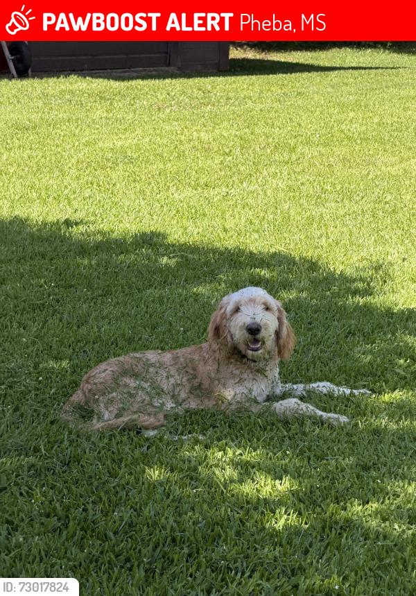 Lost Male Dog last seen hwy 46 near the end of highway 389, Pheba, MS 39755