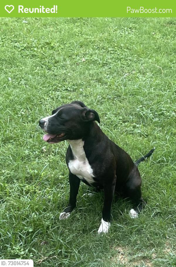 Reunited Female Dog last seen Buffalo st. Close to the creek , Cleburne, TX 76031