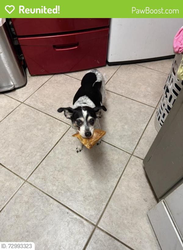 Reunited Female Dog last seen Elwood dr., Edmond, OK 73013