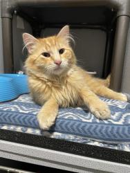 Found/Stray Male Cat last seen Lino Lakes, Lino Lakes, MN 55014
