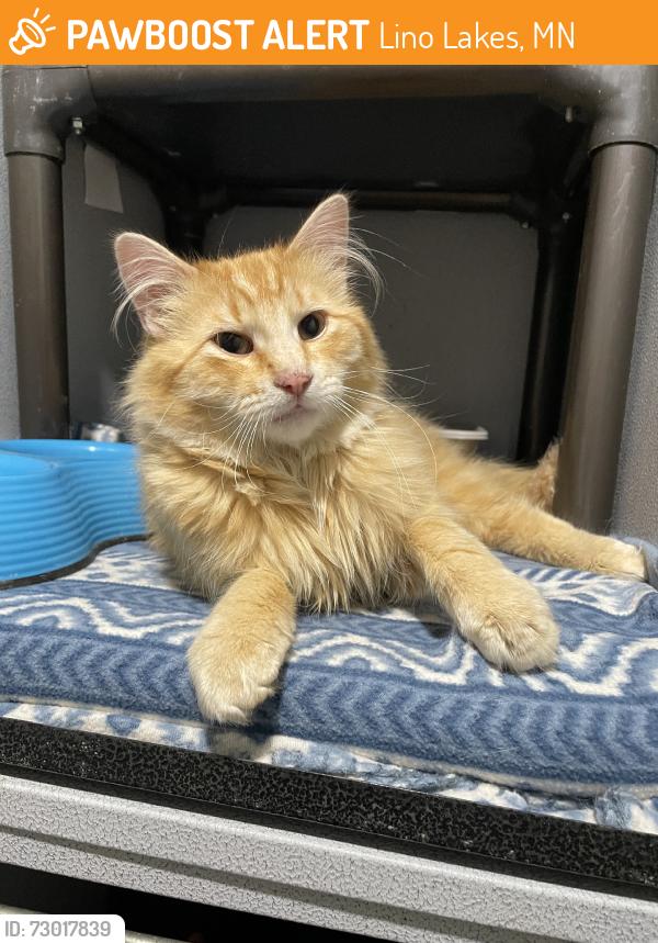 Found/Stray Male Cat last seen Lino Lakes, Lino Lakes, MN 55014