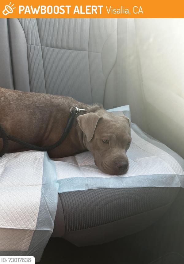 Found/Stray Female Dog last seen Roeben St, Visalia, CA 93291