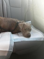 Found/Stray Female Dog last seen Roeben St, Visalia, CA 93291