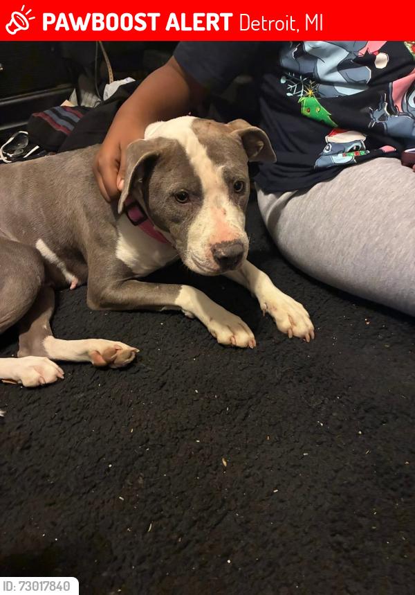 Lost Female Dog last seen Denby high school , Detroit, MI 48224
