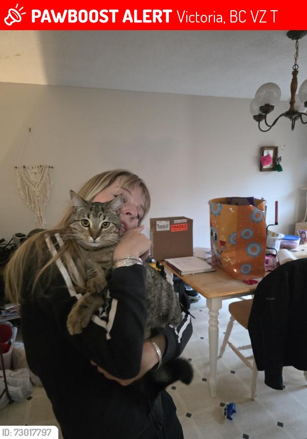 Lost Male Cat last seen Lodi Ave., Victoria, BC V8Z 6T4