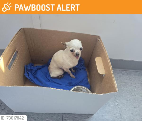 Found/Stray Female Dog last seen 187ave and 288 st, Miami-Dade County, FL 33030