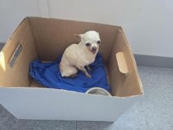 Found/Stray Female Dog last seen 187ave and 288 st, Miami-Dade County, FL 33030