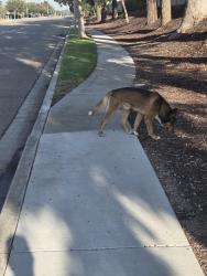 Found/Stray Unknown Dog last seen Lime and Miller, Fontana, CA 92335