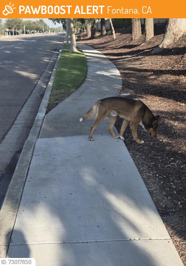 Found/Stray Unknown Dog last seen Lime and Miller, Fontana, CA 92335