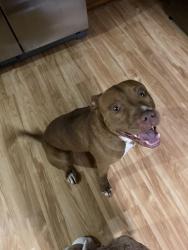 Found/Stray Male Dog last seen Wonderland Drive, Ish Creek, Louisville, TN 37777