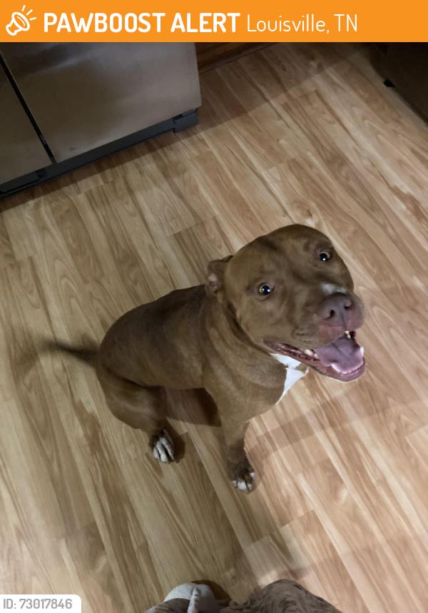 Found/Stray Male Dog last seen Wonderland Drive, Ish Creek, Louisville, TN 37777
