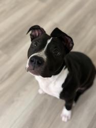 Lost Female Dog last seen Last seen around maple street & grove street, Bristol, CT 06010