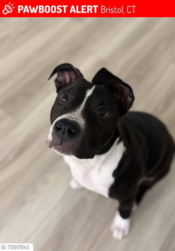 Lost Female Dog last seen Last seen around maple street & grove street, Bristol, CT 06010