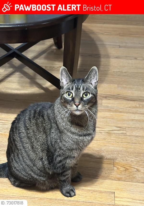 Lost Male Cat last seen Grove Ave/Stafford Avenue , Bristol, CT 06010